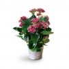 The Kalanchoe